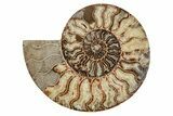 Agatized, Cut & Polished Ammonite Fossil - Madagasar #191584-2